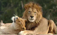 Israel rescues sick lion from Gaza