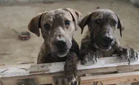 Animals petitioning to the Supreme Court?
