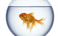 AlexStar/iStock Grow bigger fish with AquiNovo