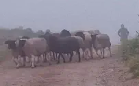 60 ראשי צאן נגנבו מחווה בהר-חברון