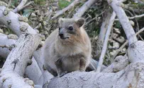 Louis Fisher/Flash 90 New species of ancient rodent discovered in the Negev