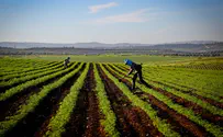 Gaza Belt farmers continue work despite Hamas threats