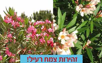 בטרם: הרחיקו צמחים מילדים קטנים