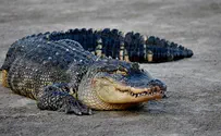 Florida: Alligator snatches away 2-year-old in Disney World