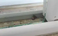 Pisgot spokesperson 'I raised the blind and found a bullet in the window'