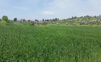 בג"ץ: קיבוצים לא יקבלו אדמות חינם