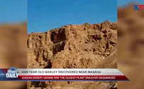 Ancient barley discovered near Masada