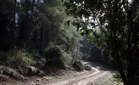 Judea deforestation: Fire prevention, or timber plundering?