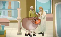 פרה לא כל כך תמימה    