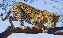 Watch: Leopard rescued from 60 foot well