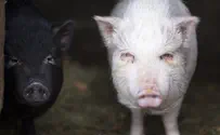 Hungarian MEP: Use pig heads to deter Muslims at the border