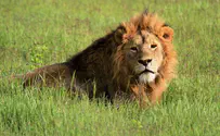 Doron Horowitz/FLASH90 Lion kills child in Zimbabwe