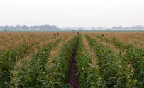 Agricultural Terror: Every night, at all times