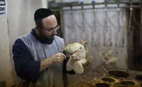 Flash 90 'UK Labour's plan to label Kosher meat is outdated'