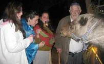 "אריה הוא הסיפור של מצפה יריחו"