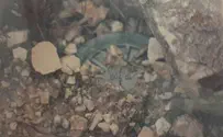 Colombian delegation in Israel to learn how to clear land mines