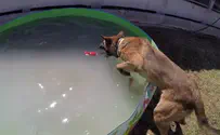 Watch: Jerusalem police dogs get well-deserved fun day off