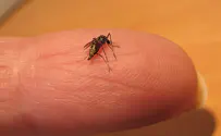קדחת הנילוס המערבי בירושלים ובנתניה