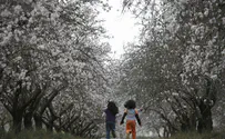 Almonds and the Three Weeks