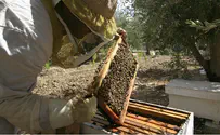 Bees an endangered species?