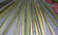 May a kosher-deluxe lulav from Gaza be used as first choice?