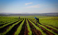 Getting closer to Judaism through farming the land