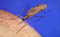 11 מקרים של קדחת הנילוס בשבוע אחד