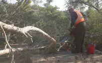 עבודות חישוף נערכות סביב נווה צוף