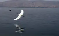 Большой дефицит воды. Февраль 2018 года оказался засушливым