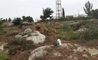 תיעוד: ערבים כרתו עצים ונתפסו על-חם