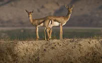 Nature and Parks Authority CEO: Arab delegates want to come