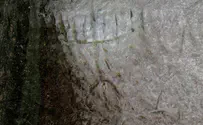 תגלית נדירה בשפלת יהודה