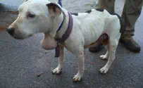 UK couple admits to owning dangerous dog which mauled people