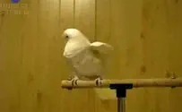 Israeli security discovers two PA Arabs trying to smuggle birds
