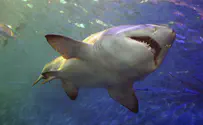 Why were prehistoric shark teeth found in City of David?