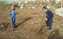 For Tu B'Shvat, 5 of Israel's must-see trees