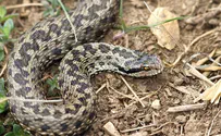 Watch: Little Boy Finds Snake in Toilet, 24 in house