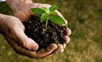 Planting the new and replanting the old