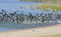 צילום: אבי אריש תצפית על הקורמורנים בכנרת