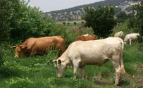 Paraguay to require more humane ways of animal slaughter
