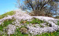 צילום: איבון לוין טיול בעקבות פריחת כרמליות נאות