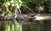 Alligator spotted near swimming area scares the locals 