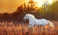 הסוף להימורים על מרוצי סוסים בישראל