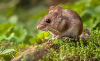 Mice first invaded human settlements 15,000 years ago in Israel
