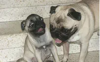 רב עם אשתו והשליך את הכלב מהחלון