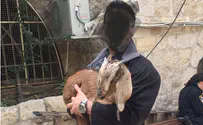«Мы не уклонимся от своей цели!»