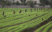 Mexican company to buy 80% of Israeli irrigation leader