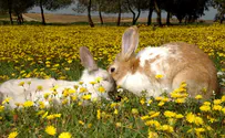 Rabbit gets United Airlines in fresh bout of trouble