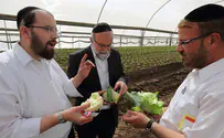 רפורמה בהשגחת בג"צ  