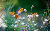 New butterfly species discovered on Mount Hermon